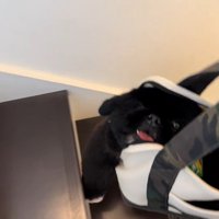 トリミングを終えて帰宅