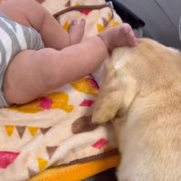 キックされるベルちゃん