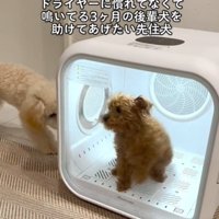 2匹の犬1