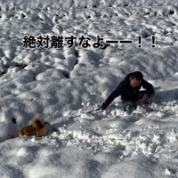 起き上がる飼い主と進もうとする柴犬
