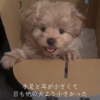 ポコくんの耳の変化2