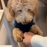 アルくんの構ってアピール3