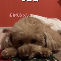 前足に顎を乗せる犬