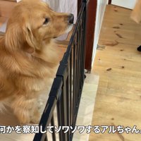 そわそわするアルト君