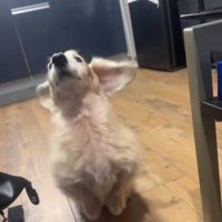 飛びそうなれっくすくん