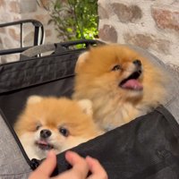 アピールが独特な2匹♡
