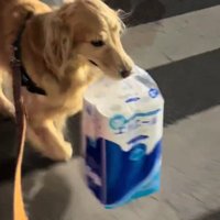 荷物を咥えて帰り道を進む犬