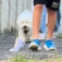 地面に落ちたハンカチを見る犬
