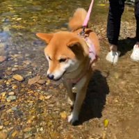 浅瀬をトコトコ…♪