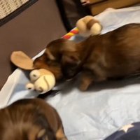 おもちゃを取られていじけるジャンボくん