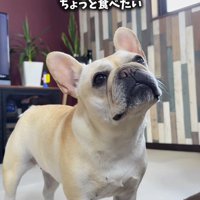 飼い主を見上げながら首をかしげる犬