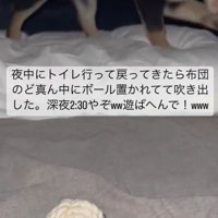 期待が止まらないあんこちゃん