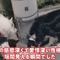 ラッキーちゃんを預かった時のBJ くん⑩