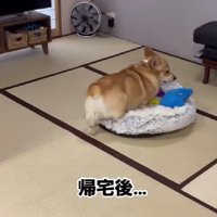 家に戻ってくると…