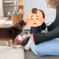 ハナちゃんと赤ちゃんたちの交流5