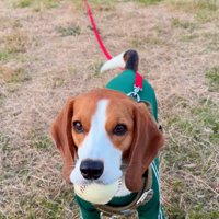 尻尾を下げる犬