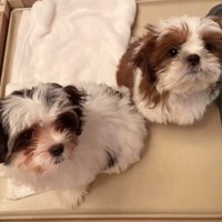 並んで見上げる2匹の犬