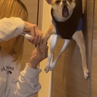爪を切られている小型犬