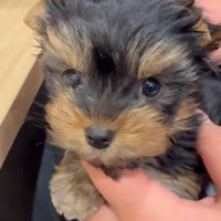 くぅちゃんの可愛い姿