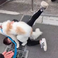 ひっくり返るパパ