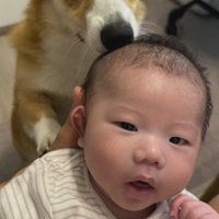 抱っこされている赤ちゃんの匂いを嗅ぐ犬