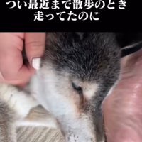立ちあがろうととする犬