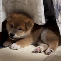 小さな声で成犬に吠え返す子犬