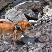 ナラちゃんとソラくんの沢登り2