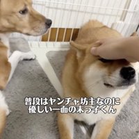 ごんちゃん、優しい心の持ち主