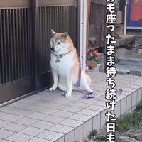 玄関前でひとり座る犬
