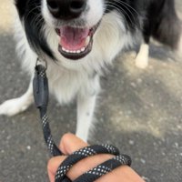 普段のワンコは…