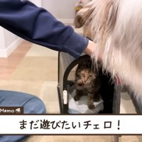 お別れを惜しむ2匹