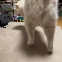 体の向きを変える秋田犬