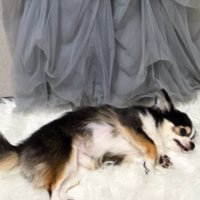 チワワ