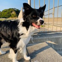 ペットホテルに居候していたワンコ8