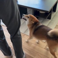 大好きなおじさんが来た時のはちちゃん9