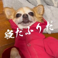 アモちゃんのお散歩拒否2