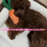 ぬいぐるみを抱きしめる子犬