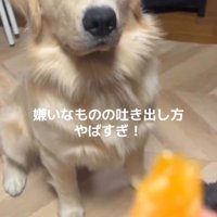 Ｑ太くんにみかんを投げたら