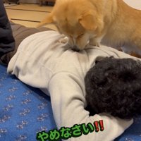 服を強く引っ張る犬