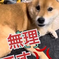 絶対に行きたくないようです