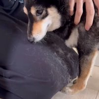 モカちゃんとママさんの再会9