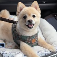 ハーネスをつけて車に乗っている犬