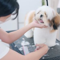 ハサミで毛を切るトリマーを見つめる子犬