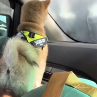 フロントガラスから洗車を眺める豆柴