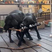 棒を取り合う2匹