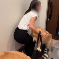 歓迎する大型犬