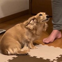 「ごめんなさい！」と上目遣い