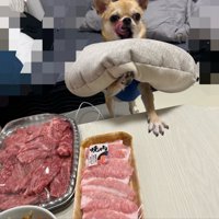 肉に興奮している小型犬