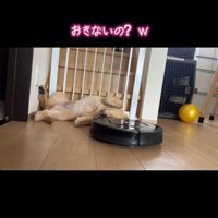 寝ている犬の顔の前を通るルンバ